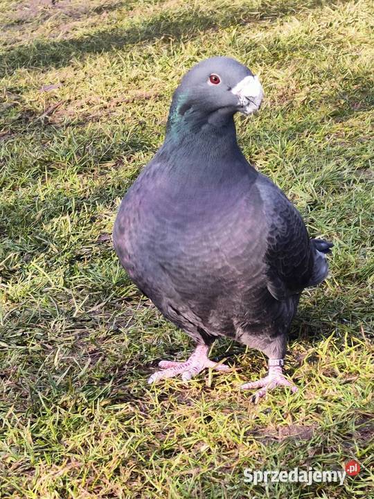 Gołębie ozdobne Show Racery Polkowice