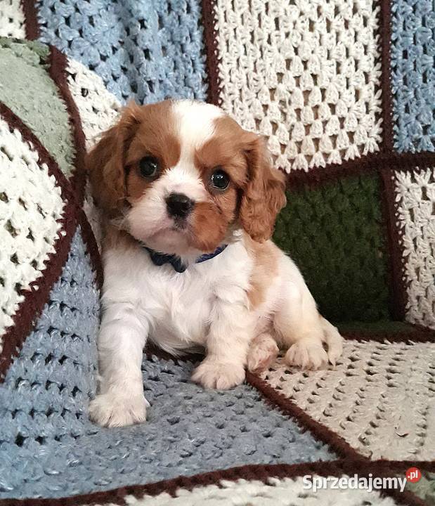Samiec blenheim Cavalier king charles spaniel Rzeszów