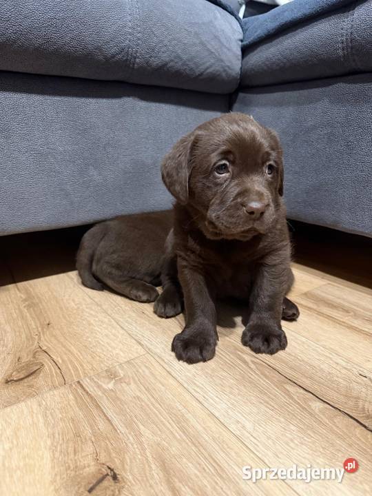 Pieski i suczki Labradora Retriever czarnego Tarnów
