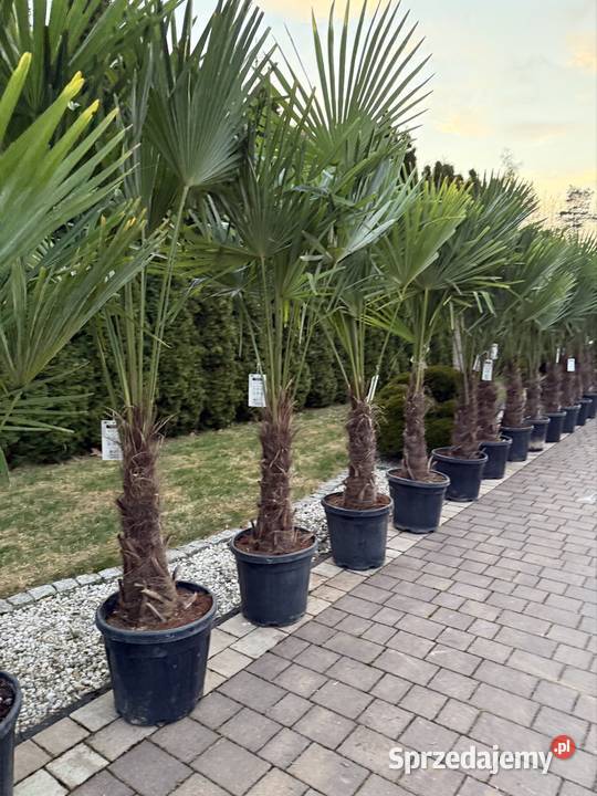 Palma mrozoodporna Trachycarpus fortunei do śląskie Częstochowa