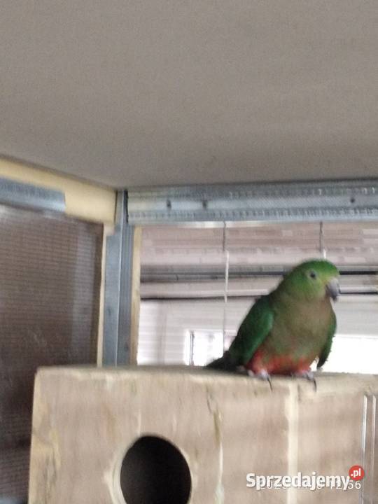 Szkarłatka sprzedam samica Świerklany