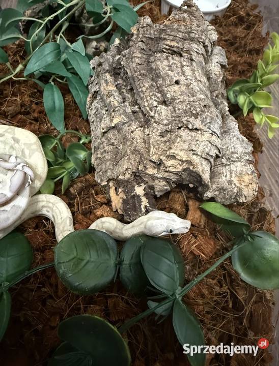 Samiec boa arcticglow wąż