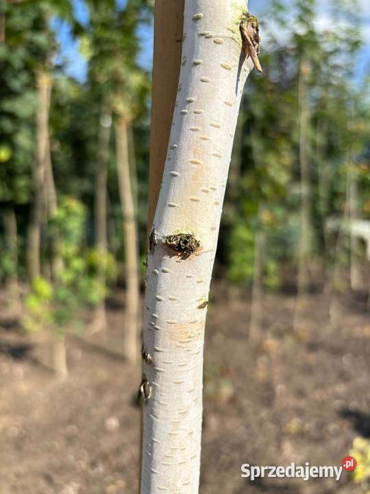 Brzoza pożyteczna Doorenbos 300 biała kora