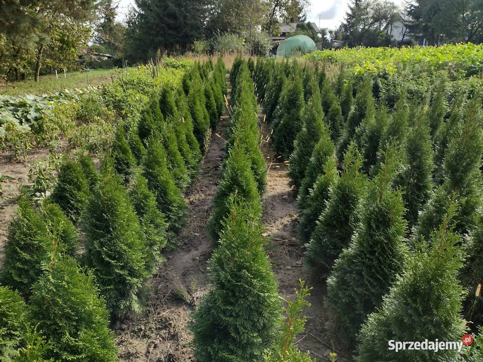 Tuja szmaragd Thuja szmaragd smaragd Kurów