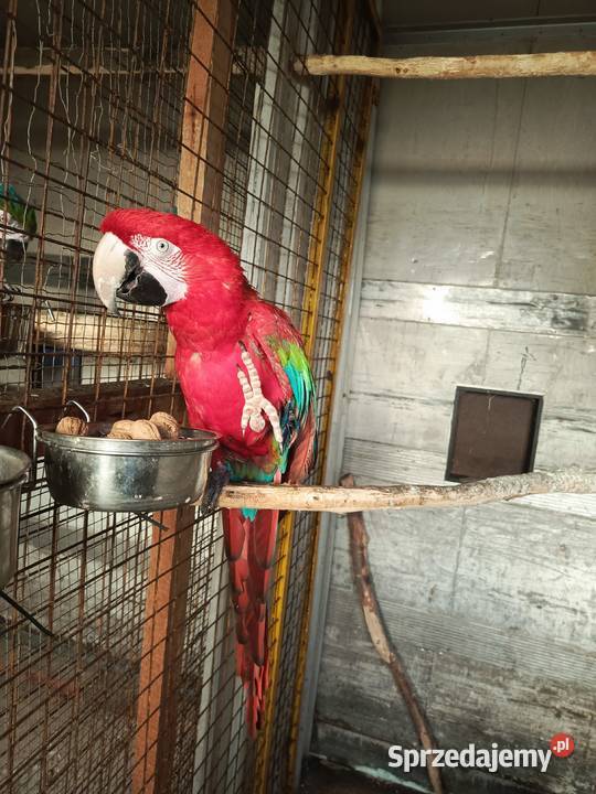 Ara Chloropter wielkopolskie Pamiątkowo