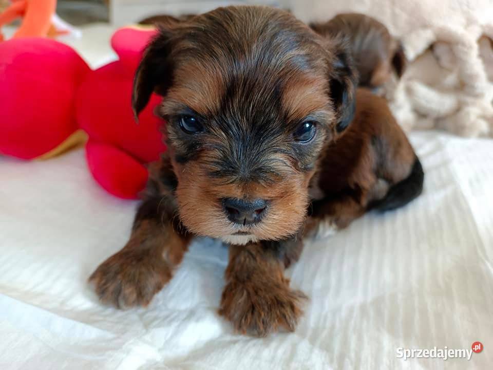 Hawańczyk szczenięta śliczne wyjątkowe kolory Uniejów