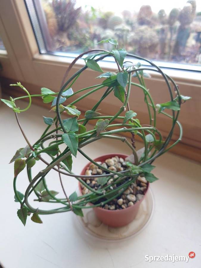 Ceropegia ciekawa odmiana kwitnie roślina z Warszawa