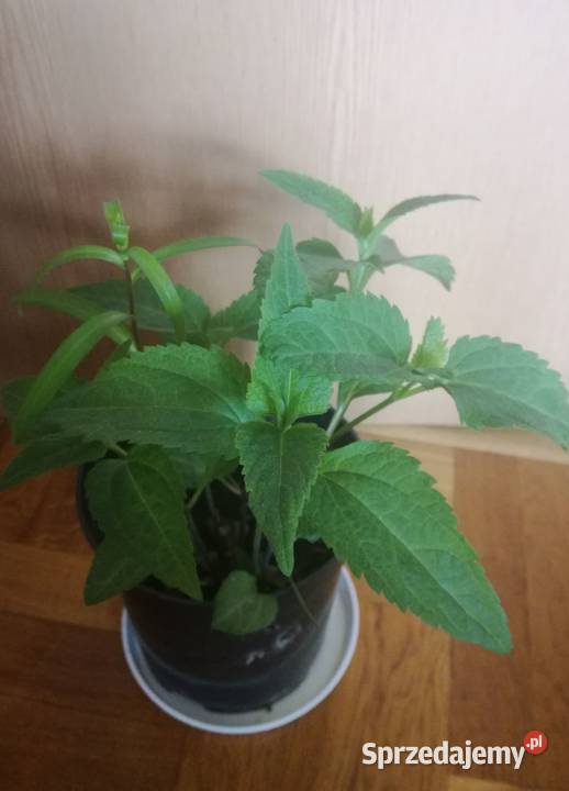 Złocień ClaraCurtis wieloletnia roślina Łódź