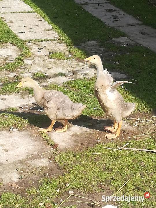 sprzedam gęsi małe i dorosle Pińczów