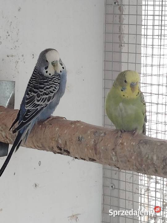 Papugi faliste małopolskie Niepołomice