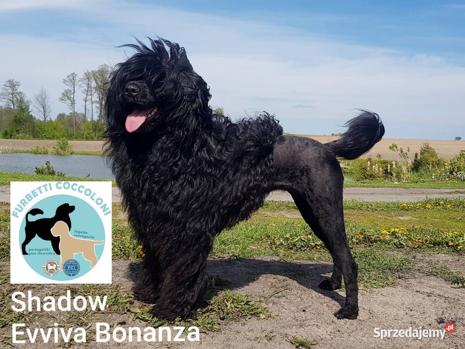 Szczenięta portugalski pies dowodny zkwp FCI kujawsko-pomorskie