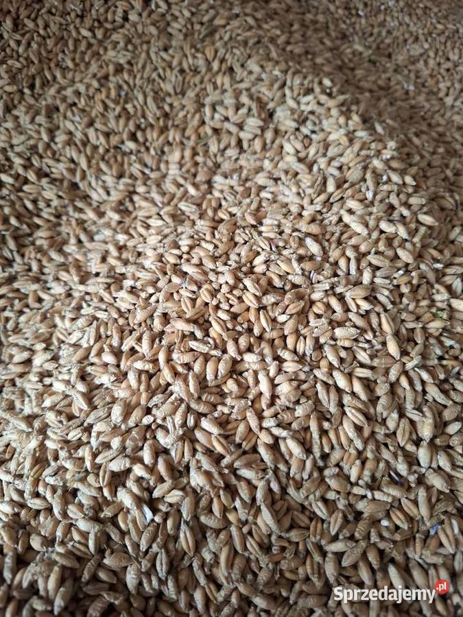 Pszenżyto Zboża Kock