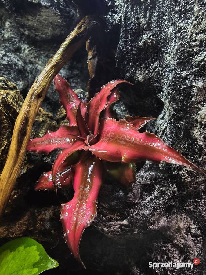 Terrarium tropikalne 25x25x40 z gekonami wielkopolskie Ostrów Wielkopolski