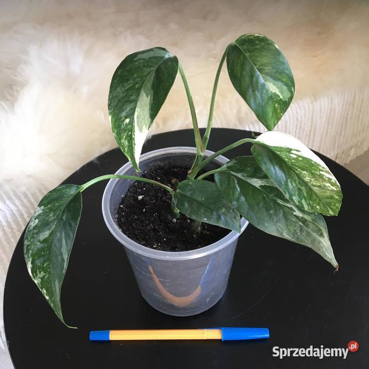 Rośliny z domowej ekologicznej uprawy mazowieckie