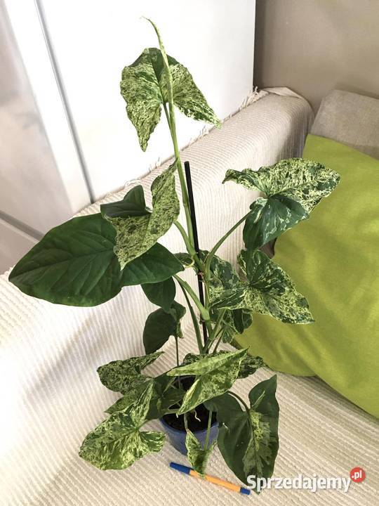 Syngonium Mottled Mojito Zielone mazowieckie