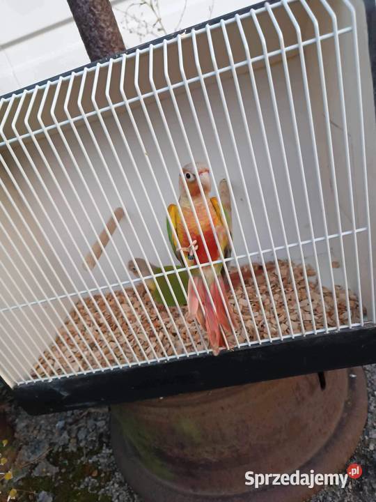 Rudosterki Pineaple
