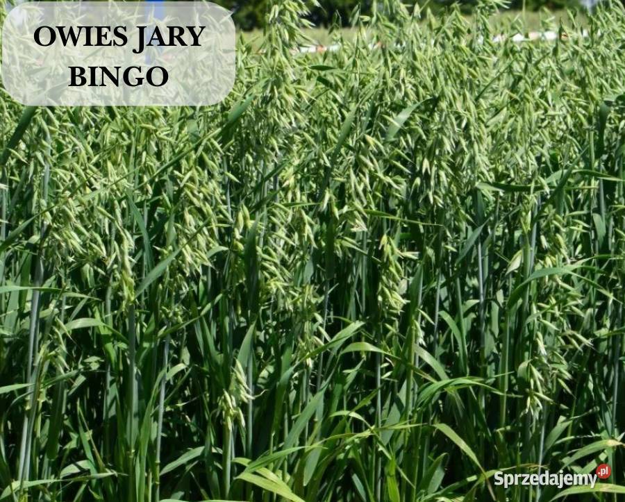 Materiał siewny kwalifikowany C1 owies jary Wągrowiec sprzedam