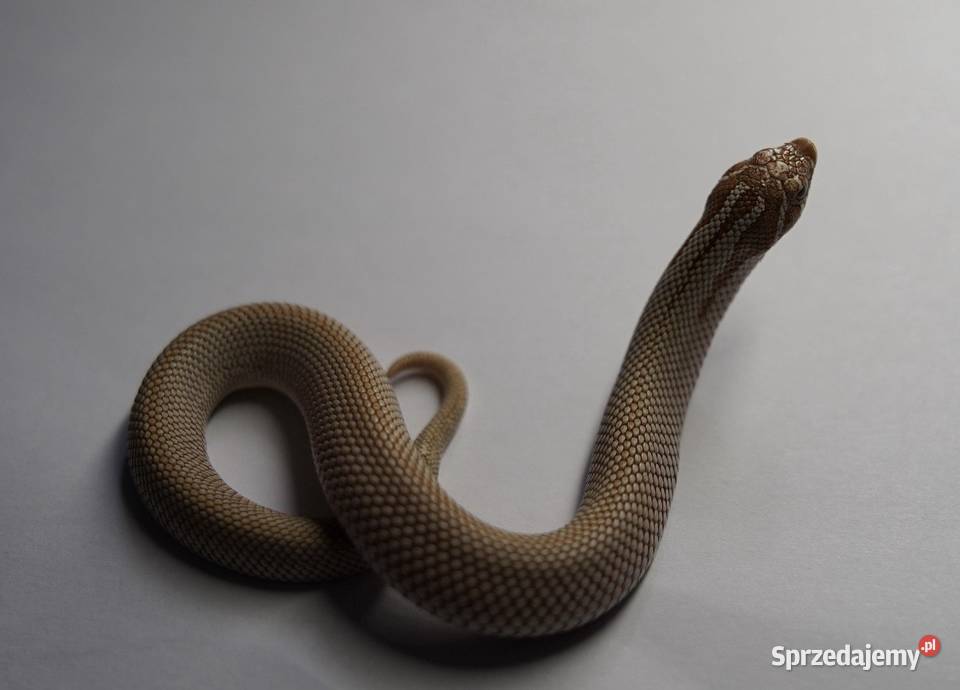 Wąż Heterodon nasicus Toffee Superconda Samica pomorskie Gdańsk sprzedam