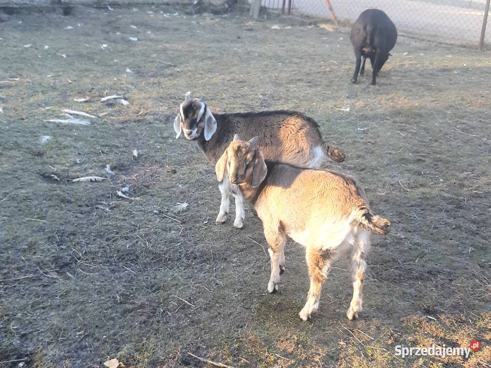 Sprzedam capka Czarna Góra