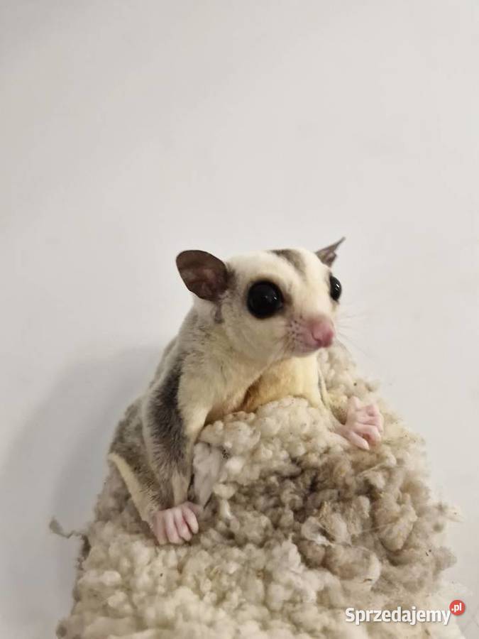 Lotopałanka Karłowata samce i samice Oława