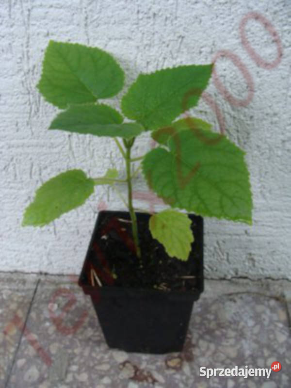 PAULOWNIA Cesarskie Drzewko Szczęścia SADZONKI kujawsko-pomorskie Ustronie