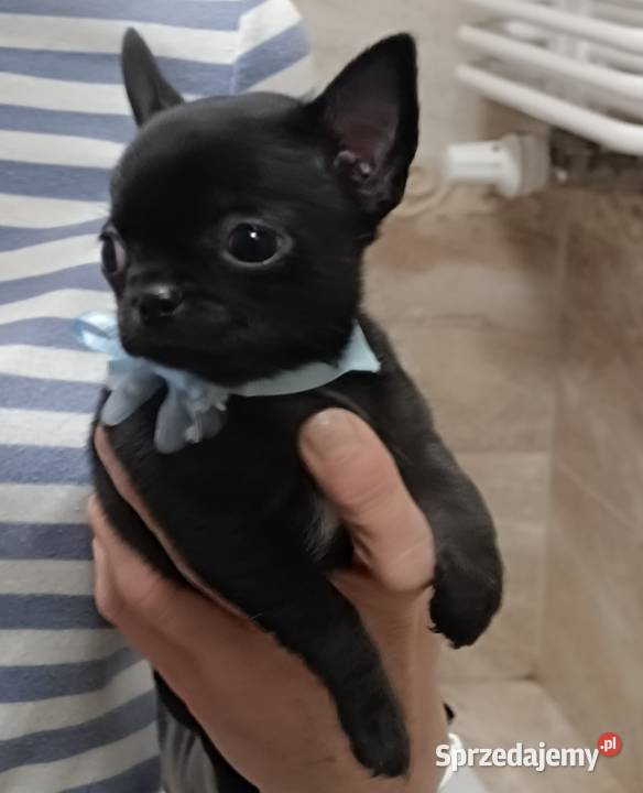 Chihuahua czarny Warszawa