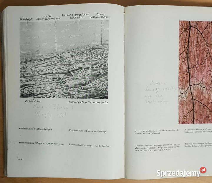 Atlas der normalen mikroskopischen anatomie des Kultura i Rozrywka śląskie Sosnowiec sprzedam