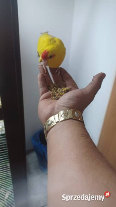 Sprzedam mondrolotka ręcznie karmioną gada Warszawa