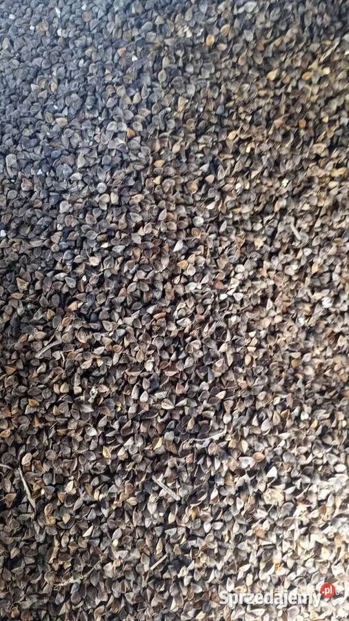 Soja Abaka i Amatia i gryka Zamość