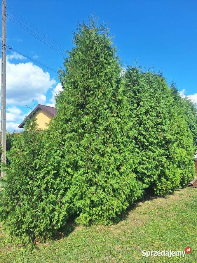 Oddam tuje 15 Iglaste Mikołów