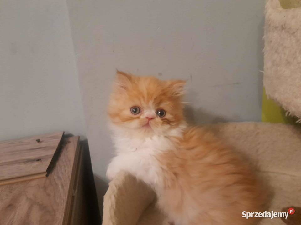 Kotka perska rudobiszkoptowobiała Perski Szyk sprzedam