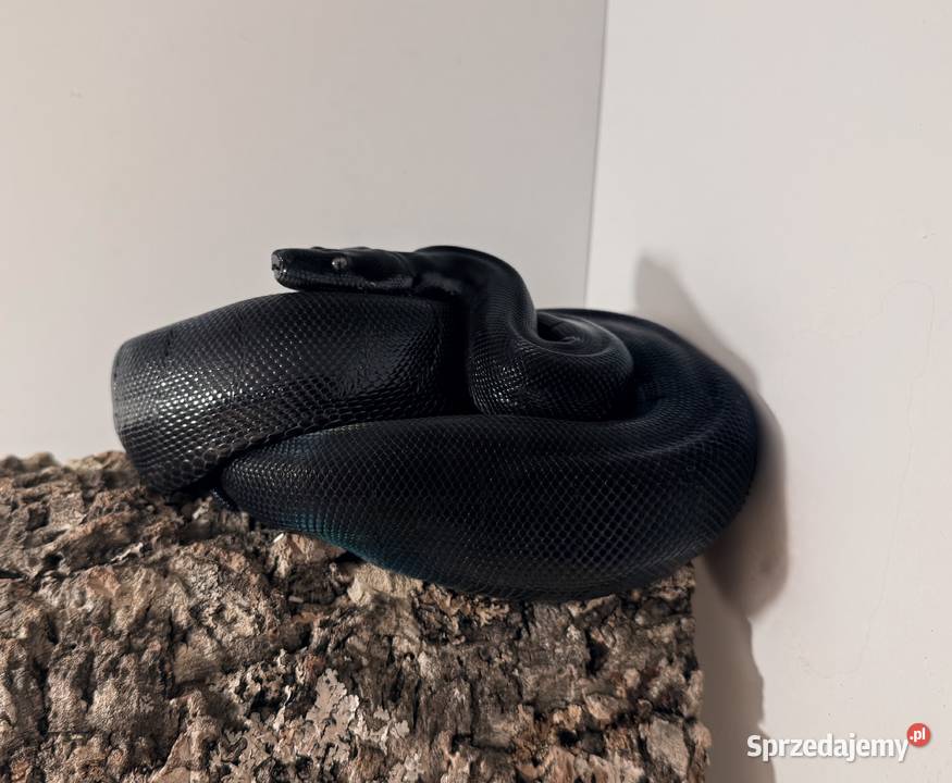 Boa Imperator Motley IMG Bydgoszcz