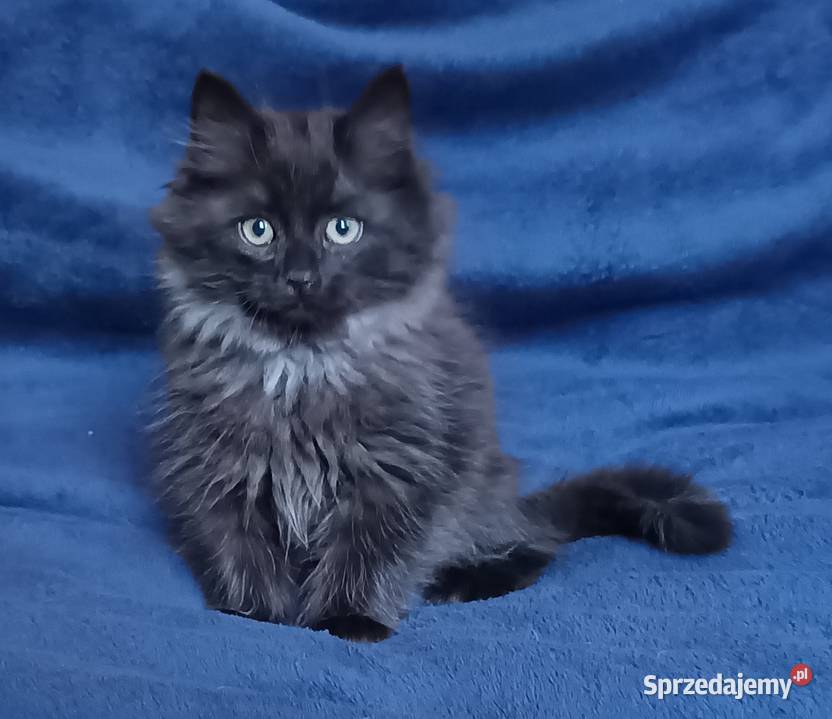 Koty Syberyjskie LUKSUS ZKolakowegoDomu Kwilcz