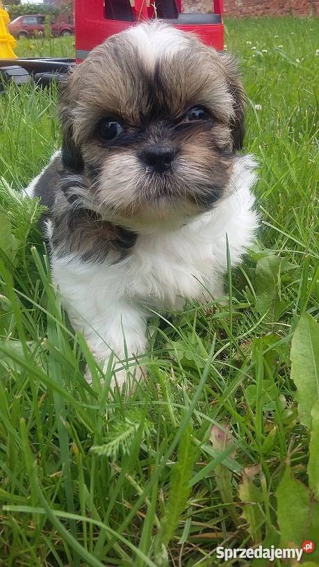 Szczeniaczki SHIHTZU Lubin