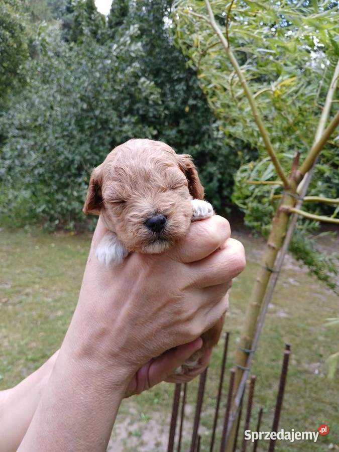 Maltipoo piesek Wyszków