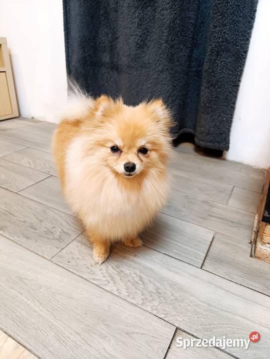 Szpice miniaturowe Pomeranian z metryczkami z Kraśnik