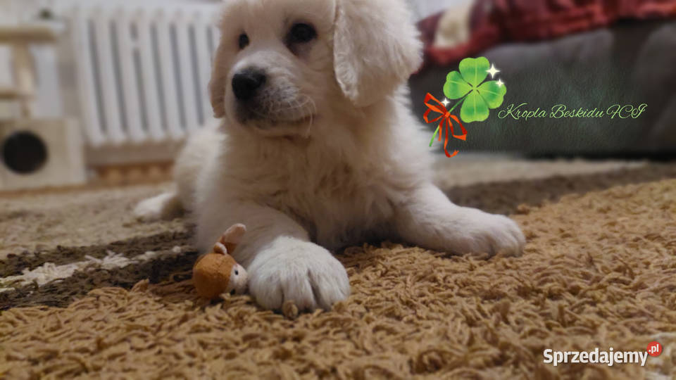 Szczeniaki Polski Owczarek Podhalański Rzeszów