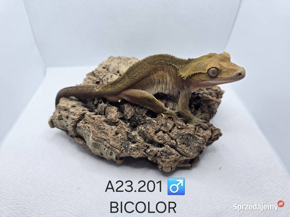 Gekony orzęsione śląskie Zawiercie