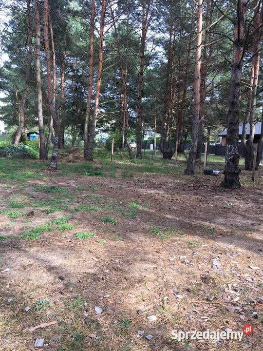 Działka ROD Toruń Sprzedaż