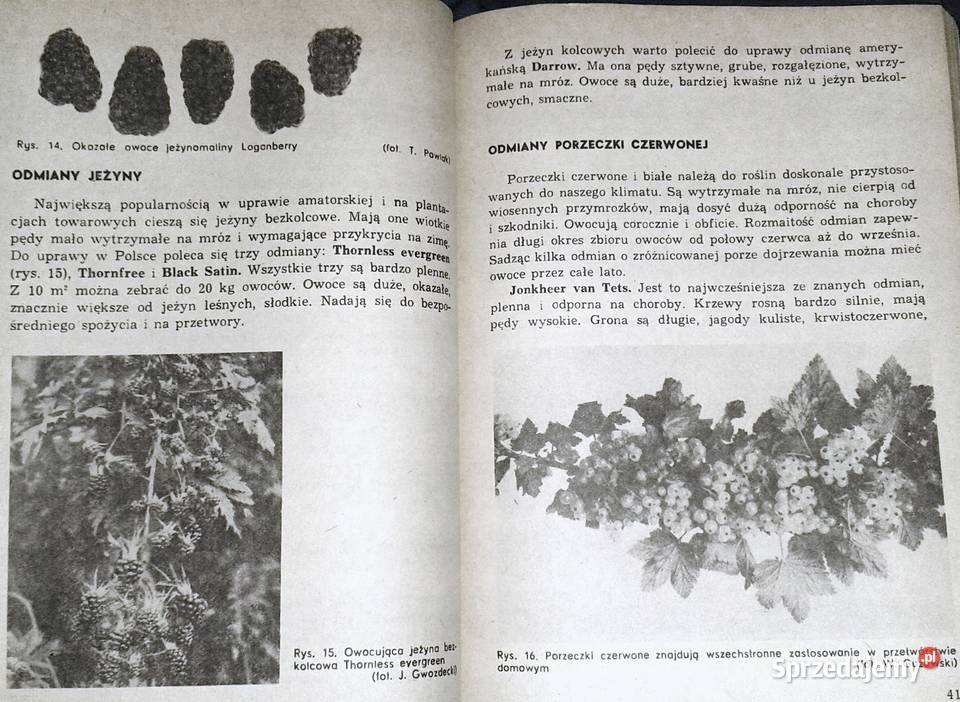 ABC Sadownictwa Moja działka Augustyn Mika Chełm