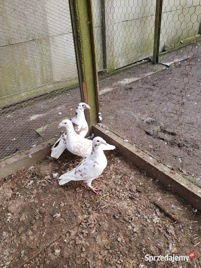 Rzeszowskie zamienię sprzedam Radomsko