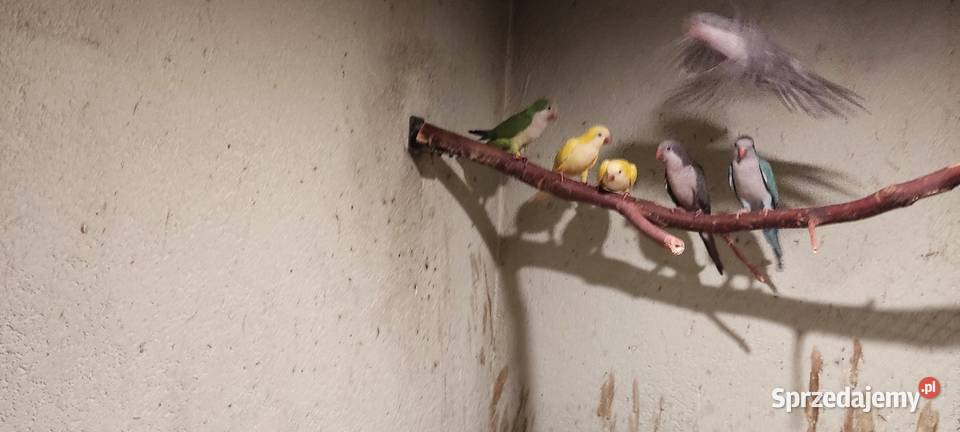 Sprzedam papugi Jędrzejów