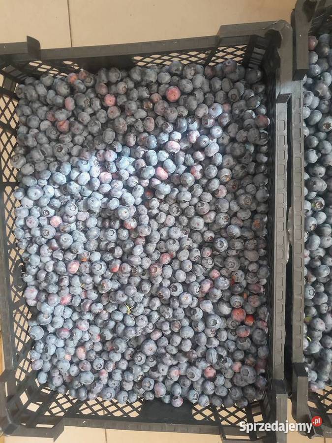 Świeża Borówka prosto z plantacji Kielce sprzedam