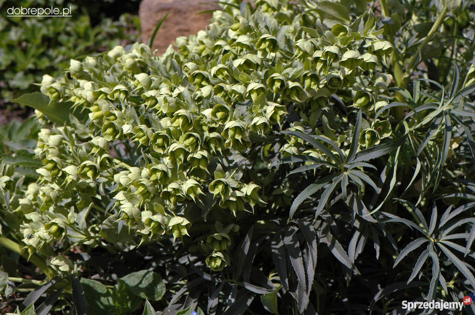 Sprzedam piękne sadzonki ciemiernika 5 gat do wielkopolskie Swarzędz