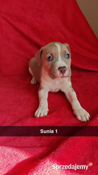 Amstaff Szczeniaki Radomsko sprzedam