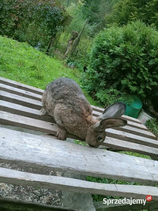 Sprzedam króliki Obarzym sprzedam
