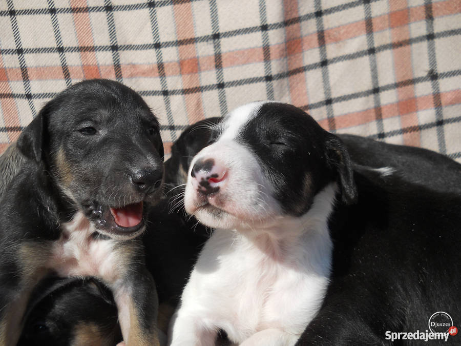 Chart polski szczenięta z rodowodem FCI Wągrowiec sprzedam
