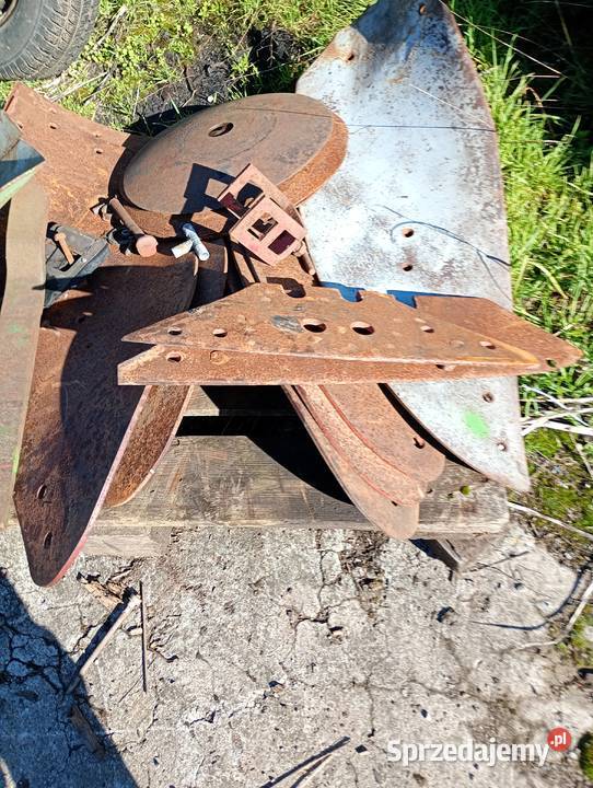 Talerzówka Lilla harri nieuszkodzony warmińsko-mazurskie Węgorzewo