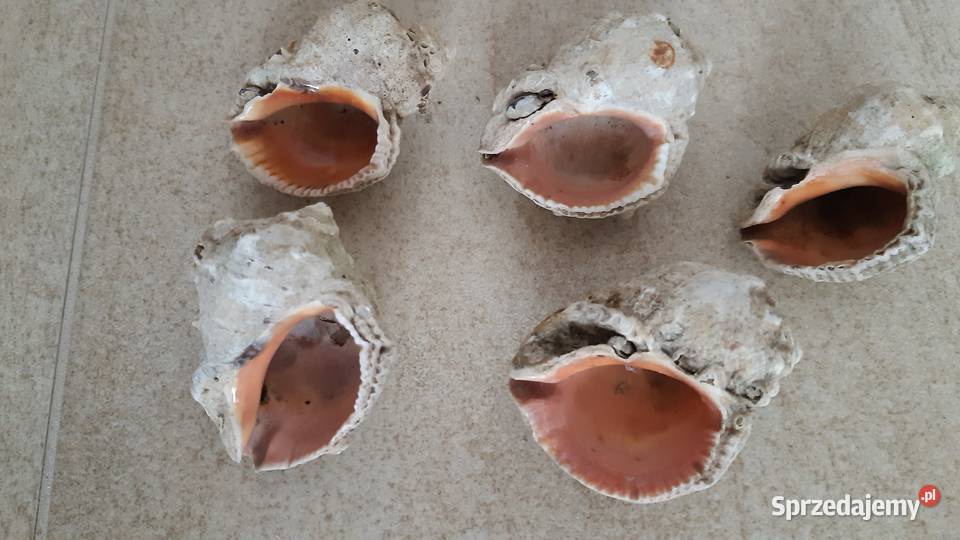 Muszle naturalne wyściełane masą perłową Pozostałe Wrocław