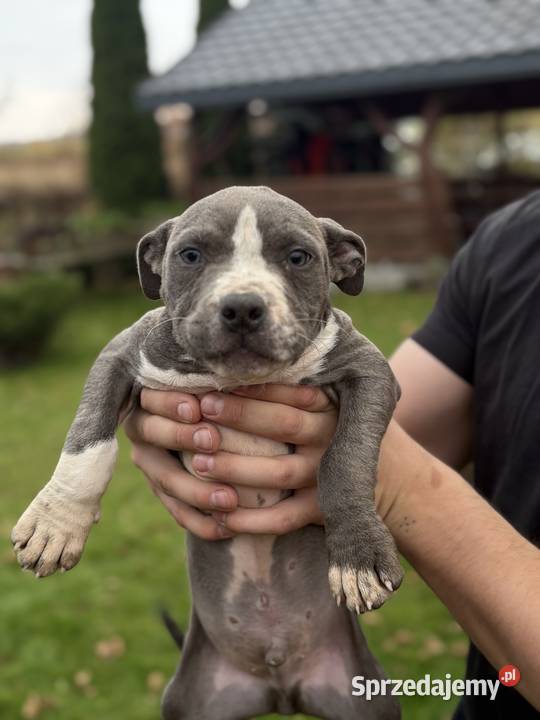 Amstaff Amstaff Kielce
